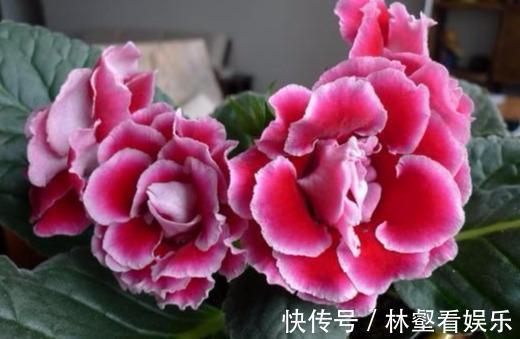不是“牡丹”胜牡丹,养殖方法简单,家里养两盆,花大色艳真好看