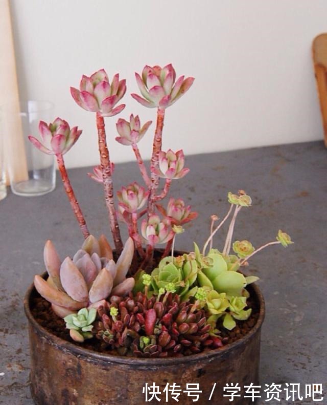 多肉度夏怎么浇水,放哪里养,教你“2招”,顺利度夏,又肥又美!