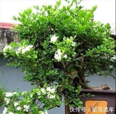 我国“最香”盆栽花卉,净化空气效果好,房间摆1盆,熏得一室香