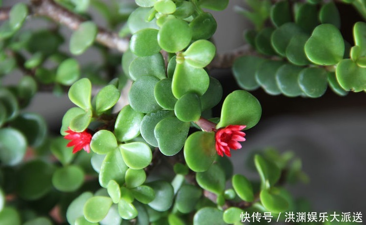 身心|“2种”花再贵也要养,老人孩子都健康,还能修身养性,怡养身心