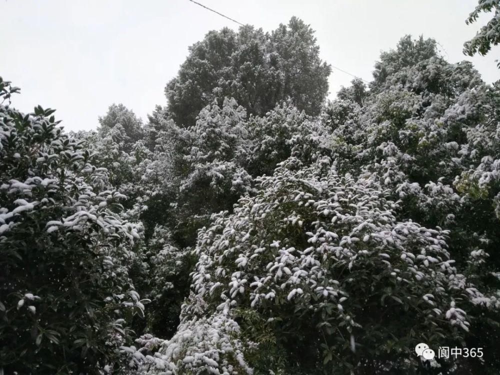 妙高镇金城山雪景图