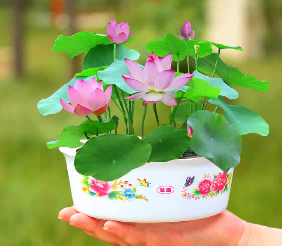喜欢养花,不如养盆荷花,赏心悦目,淡雅别致