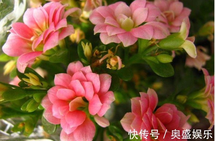 扦插|“2种喜冷花”养客厅,0℃也能开爆盆,秋冬就选它,好养易爆盆!