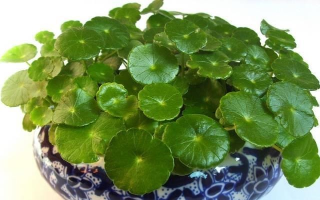 6种绿植怎么养都不会死,怪不得这么多人喜欢
