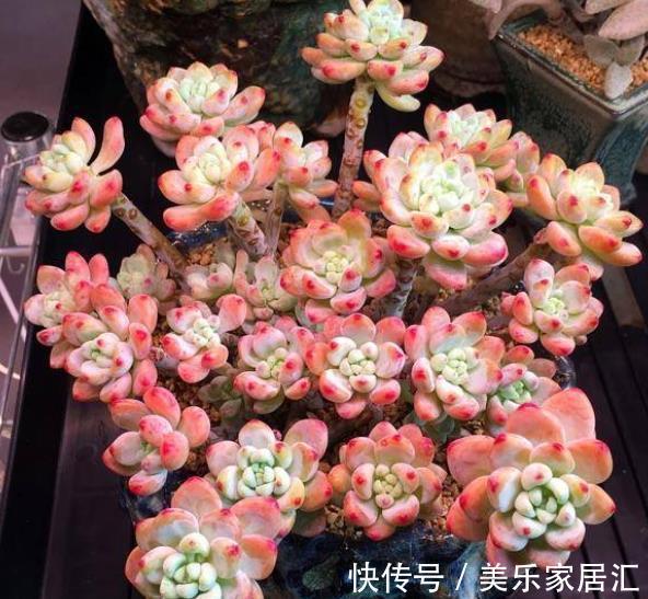 自带香味的6种多肉,好养又好看,冻一冻颜色靓丽,美极了