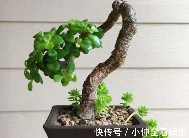 金枝玉叶老掉叶,想成老桩是奢望?那是因为你不知道它有“四怕”