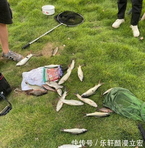难吃|佛山河道麦鲮鱼大爆发,钓鱼人钓再多也不想吃,肉质不行