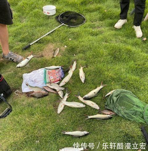 难吃|佛山河道麦鲮鱼大爆发，钓鱼人钓再多也不想吃，肉质不行