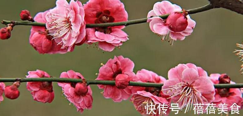 10大漂亮花，值得冬天养一盆，好养易开花，盆盆爆花