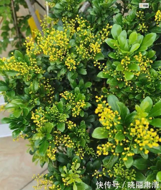 5种“香水花”,如果你喜欢香水味,肯定会迷上它们,太香了