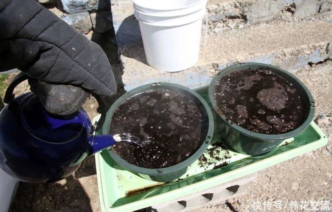 栽种|旧土养花注意4点，避免有病虫残留，有三类花不适合用旧土养