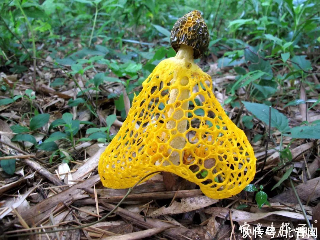 中毒|多人食用后中毒，这东西近期常见！医生：没有特效药，死亡率很高…