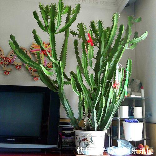 客厅见树,后代富足,7种“吉利树”,随便养一盆,养人又旺家