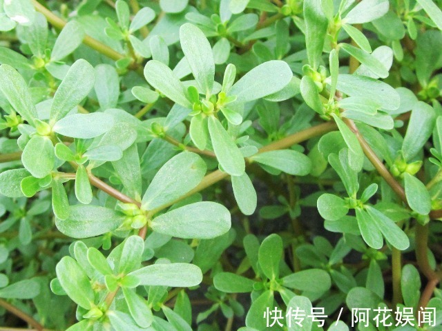 山楂|怀孕之后，孕妈尽量别吃4物，或许对胎儿的发育不利，别不当回事