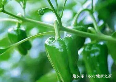 维生素c|吃完青椒一小时之内，不能碰此物，偏偏很多人犯错误，早知早好
