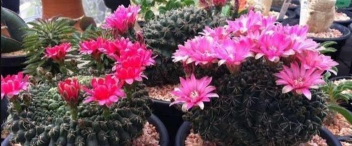 养护|仙人球出现腐烂,先不要扔掉,跟着养护专家学起来!