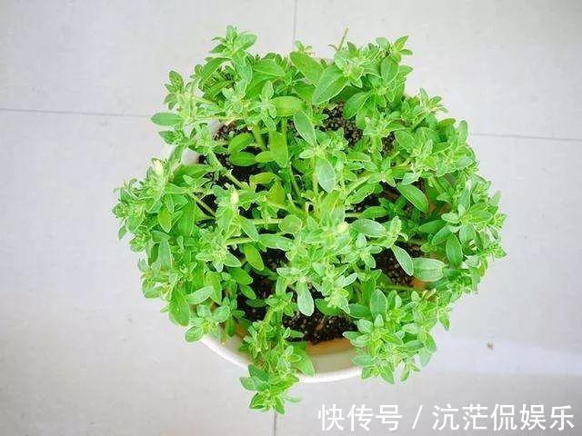 春天|9月给天竺葵剪个短发,过冬前就能窜叶子,明年春天开成大花球!