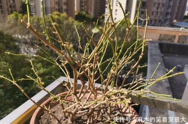 公认难养的6种花,新手慎买,养不活还浪费钱!