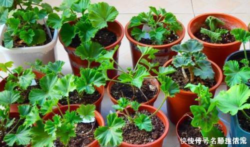 冬天也能扦插花，4种漂亮花，剪个枝插土里，明年一盆变多盆！