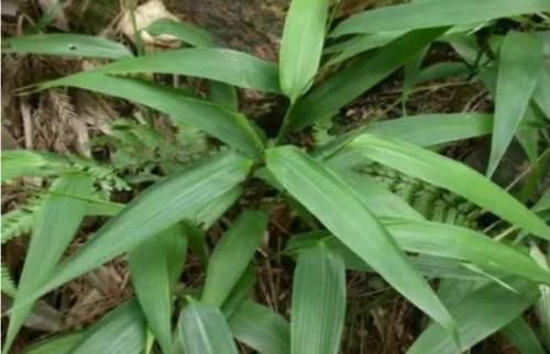 神门穴|都说夏季养“心”很重要，到底该怎么养？