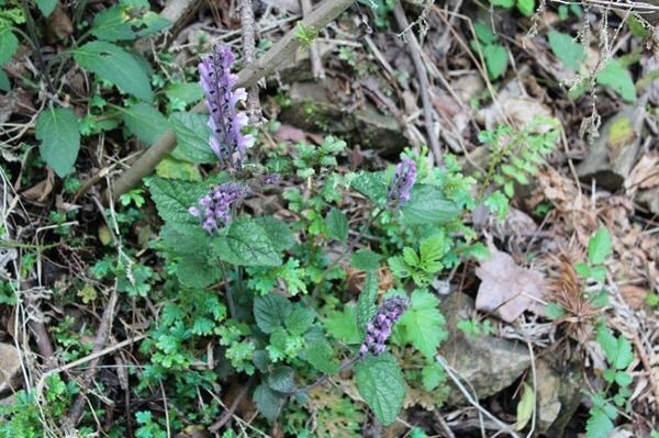 农村|农村平淡无奇的草,曾救过韩信的命,被称为“药王千金”