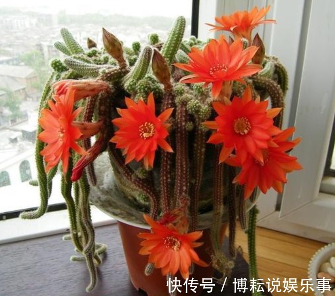 新手就养“4种花”，1个月忘记浇水，照样长得旺，还开出漂亮的花