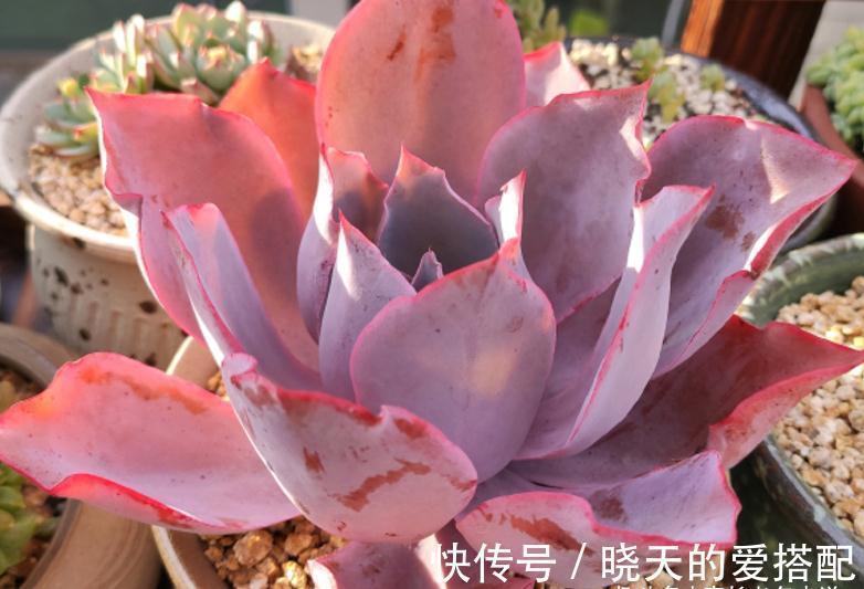 蓝姬莲|有6种水别用来浇多肉，后果要么是盆土板结，要么多肉直接挂掉