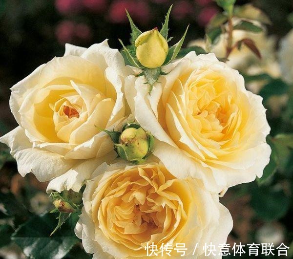 灌木|浓香月季品种大盘点,20个强香品种图文介绍。种一颗满屋飘香!