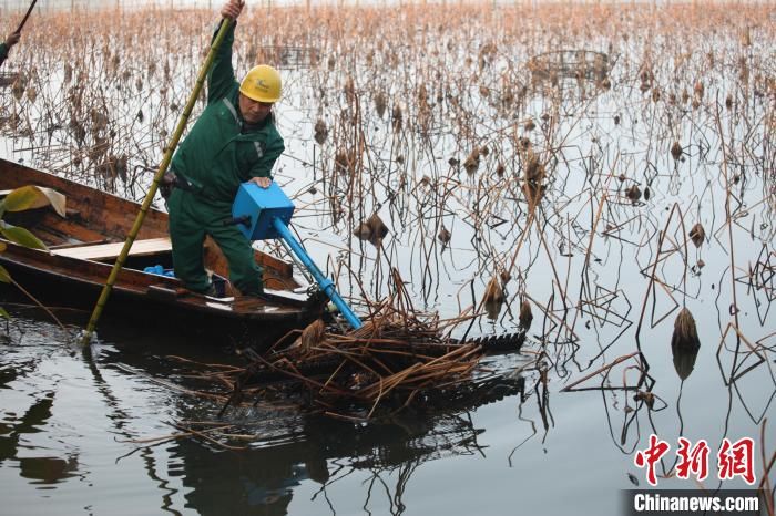 荷花|杭州西湖残荷开始收割清理 150亩荷花4月可见小荷尖角