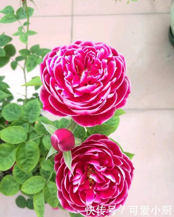 漂亮不输玫瑰花 四季有花开 盆栽地栽都可以 这种花很值得拥有 快资讯