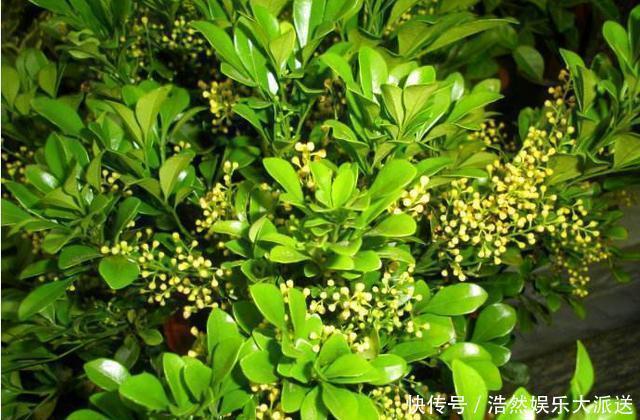 阳台上|3种花爱“晒太阳”，阳台随便养一盆，一开就爆盆，比香水还好闻
