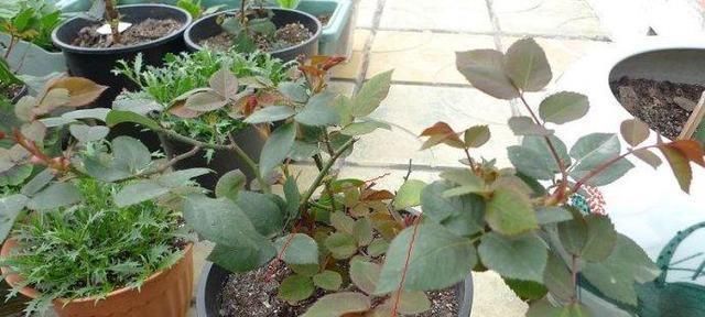 技巧|让家里的盆栽月季开的花又大又香，只用了一个技巧