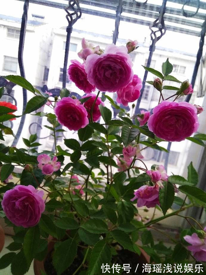 “玫瑰精品”土星王阳台,丰腴婀娜,花色温馨,非常值得拥有