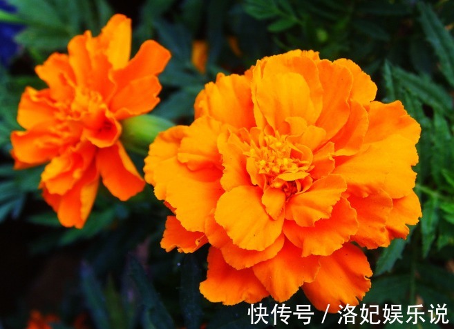 花草匠|别老养发财树了,养这“3种花”,好养易爆盆,养人、旺财两不误