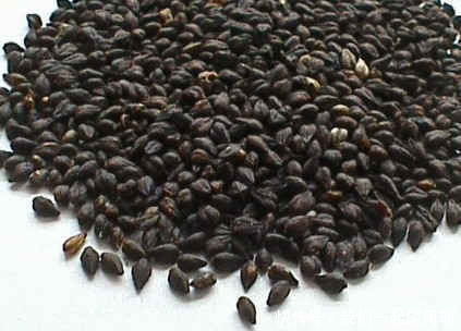 预防血栓|这8种黑黑的食物经常吃,清除血管垃圾软化血管,血流通畅不拥堵