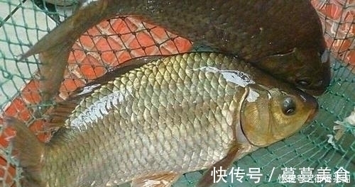 别人用玉米钓鲤鱼连竿,自己这里却没有口,原来问题出现在这里!