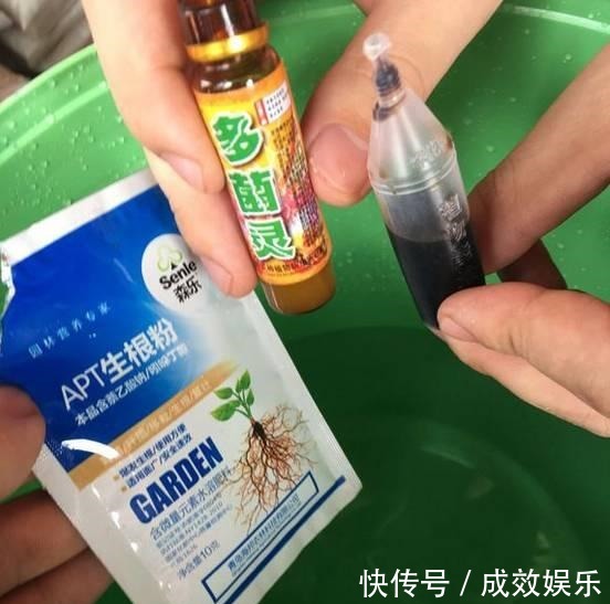 浇水|盆栽养花发财树这样养，再也不烂根，开花结果黑油亮