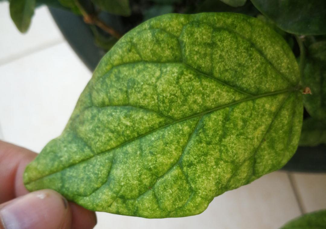 花成了光杆司令,剪一刀撒点药,很快冒新芽