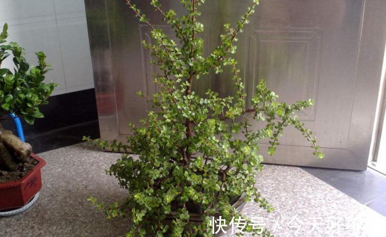 这3种植物适合新手玩“养成老桩”,甭错过!