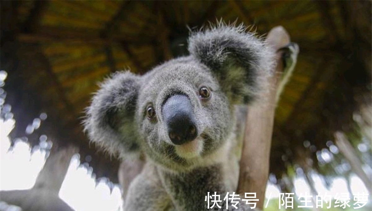 双胞胎|10个冷知识:一勺蜂蜜,需要十二只蜜蜂终生劳作