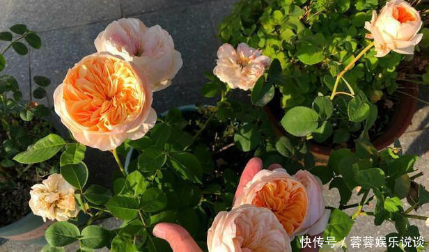 花量|此花貌美,仙气十足,一年开300多天,花量大又好闻,是月季名花