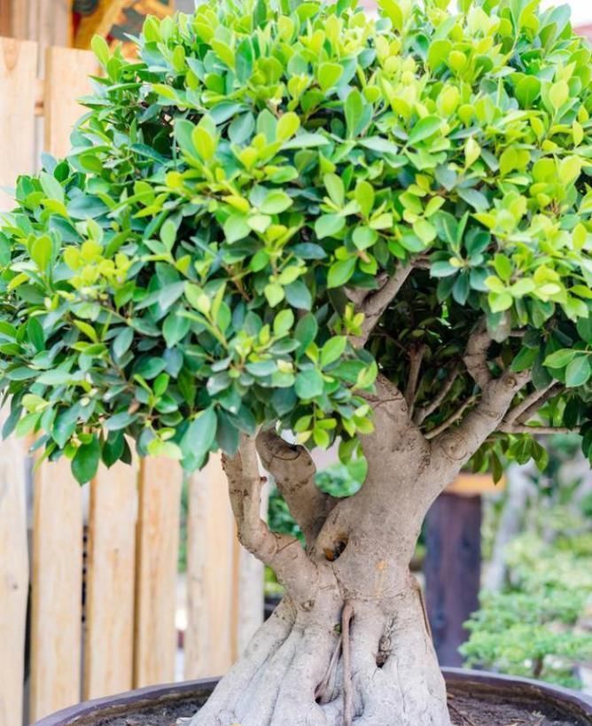 卧室不能养3种花,危害巨大隐患多,没地方摆也不要摆卧室