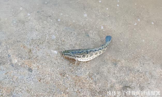 广东|广东一水库黑鱼“大爆发”,老大爷有人倒了十几车