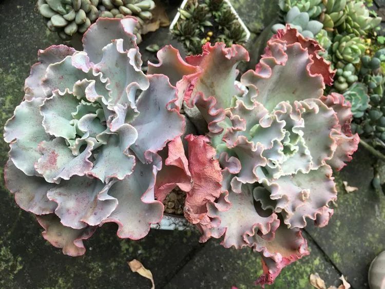 养多肉会上瘾，3年养了500多盆，既美化了环境又愉悦了心境！