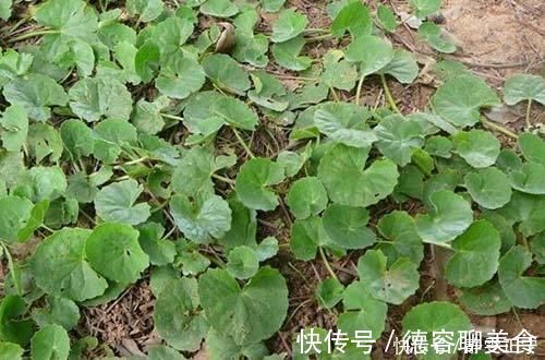 野菜|叶子像一个碗,既是野菜,也是药,曾是上好的凉茶料,你可认识?