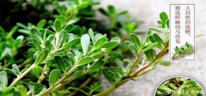 寒食菜|3种野菜清肝明目效果好,营养价值高,天然解毒,让身体减负担!