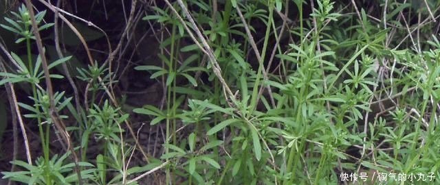  珍贵|农村这种野草，到处可见，殊不知是治癌良药，价值珍贵，请您识别