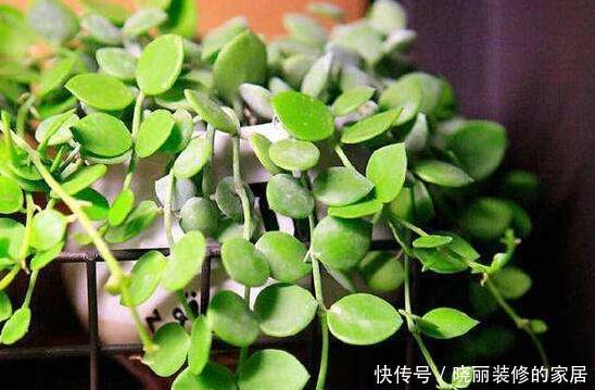  就先|想要解决花草植物的“这些问题”，就先准备好“一头蒜”！