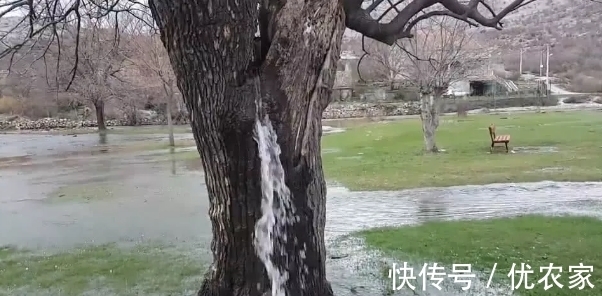 奇观|奇观！全球唯一会“喷水”的树，几十年没有停息，水从哪里来的？