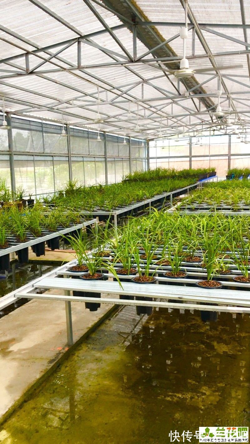 养兰一点通|学不会的兰花浇水，养到难处方知兰，山终究还是山